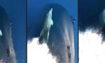 Funny Video - Delphin reitet auf Bugwelle
