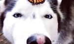 Movie : Verdutzter Husky