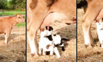 Funny Video : Zitze ist Zitze