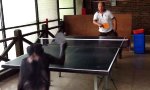 Lustiges Video : Jemand Lust auf Tischtennis?