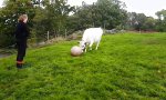 Funny Video : Kuhball