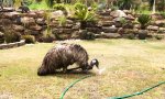 Der Emu und der Sprenkler