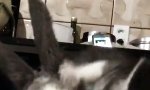Lustiges Video - Kleine Buddies