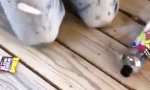 Funny Video : Wie gewonnen so zerronnen