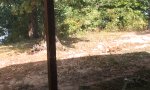 Lustiges Video : Der Kampf um das Futter