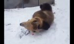 Lustiges Video : Spielen im Schnee