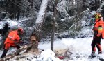 Achtung: Baum rutscht!