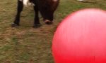 Movie : Zwei Tonnen Bulle und der Yogaball