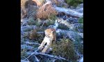 Lustiges Video : Labrador Bodyguard