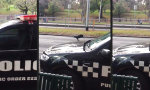 Lustiges Video : Krähe hat ein Hühnchen mit den Cops zu rupfen