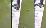 Lustiges Video : Hopps, ab ins Wasser!