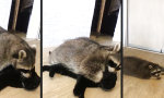 Movie : Ein flauschiges Pärchen