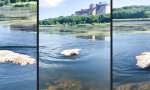 Movie : Schwimmender Teppich