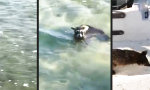 Lustiges Video - Waschbär schwimmt die Extra-Meile