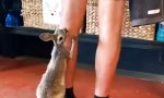 Lustiges Video - Hungriger kleiner Racker