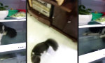 Funny Video - Cool Cat