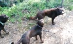 Lustiges Video - Das Hunde-Stillleben