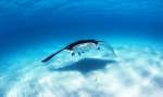 Movie : Manta schaut mit seiner Fisch-Schule vorbei