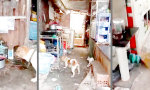 Funny Video : Ratte vs. Hund