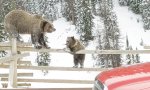 Barren-Training für den Bärennachwuchs