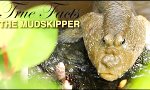 True Facts: Der Mudskipper