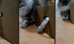Lebenszeichen von Schrödingers Katze