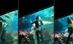 Funny Video - Der mit dem Hai tanzt