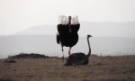 Movie : Ostrich Mating Dance