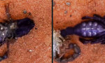 Movie : Skorpion fährt aus der Haut