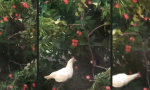 Funny Video : It’s a ... Parkour Chicken!