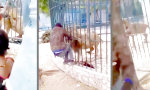 Lustiges Video : Löwe hat neuen Freund