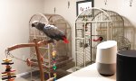 Lustiges Video - Alexa und der Papagei