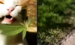 Wär sie nur bei Catnip geblieben