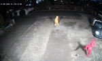 Funny Video : Nachts, wenn keiner hinschaut