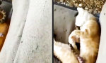 Funny Video : Shiiiet, gerade noch gemerkt!