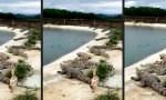 Funny Video : Kurzer Kamikaze-Watschel-Ausflug