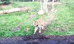 “Moin!” sagen im Tiergarten von Dublin