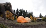 Dicke Halloween-Überraschung für Dickhäuter