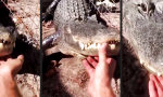Funny Video : Schmuse-Alligator