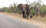 Mama bringt Baby-Elefant auf Kurs