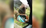 Lustiges Video : Raubvogel als Flaschenöffner