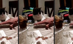 Lustiges Video - Katzentatzentrick