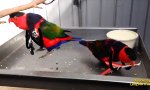 Movie : Rockin´ Birds