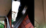 Funny Video : Mal eben den Dachunterstand streichen