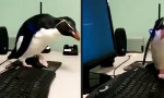 Funny Video : Wenn du Linux laufen hast