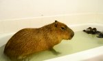 Funny Video - Badewannenkapitän