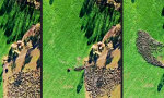 Lustiges Video : Liquid Sheep
