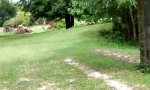 Funny Video : Wahre Liebe gibt es nur unter Eseln...