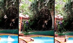 Lustiges Video : Pool-Affen-Bande