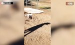 Funny Video - Neue alte Bekanntschaft